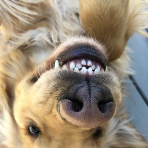 Meet your Posher, Lola